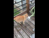 Orange cat drink water from sprinkler balcony