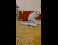 Cat Licks Mouth then Walks Away from Book