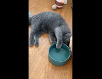 Lazy cat uses paw to drink water