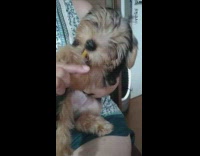 small black brown puppy chews on yellow toothbrush
