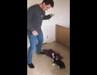 Guy carole baskin black white corgi dog 