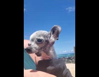 Small skinny white dog howling and barking at beach