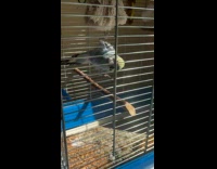 Pet blue bird hangs inside the cage