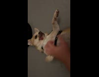 Dog loves getting belly scratched 