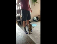 Collab BitchMP - Cat thinks man is purring 