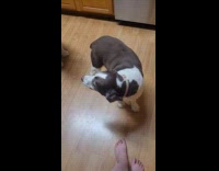 Woman calls two dogs stares at camera