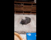 Gray cat enjoys gift gets good massage 