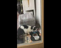 Cat and hedgehog eat food on bowl