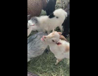 Small white goat laughing