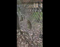 Small remains of tree submerged with metal fences