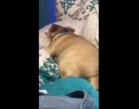 brown dog shaking while sleeping white and blue bed