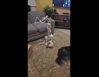 Ferret reacts on skeleton in piggyback ride