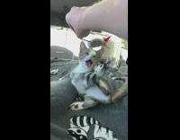 Grey kitten slaps chicken cat toy 