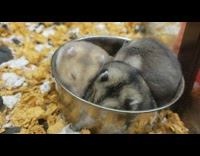 Three cute hamsters eat inside stainless bowl