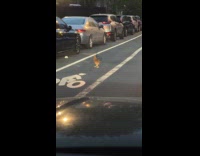 Chicken crosses the road while in traffic