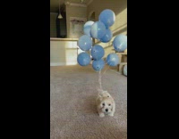 Small puppy with blue balloons tied to it 