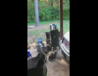 Five raccoons at the backyard garage