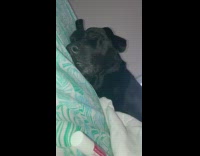 Collab BitchMP - Black dog sleeping growling