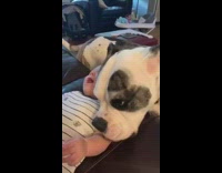 Large grey white dog licks baby face