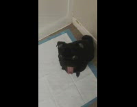 Black pug dog toby jumps on girl 