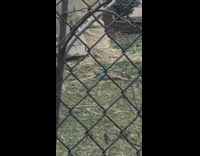 Lady brings pet lizard to park