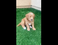 Golden puppy sit on fake grass fur mohawk