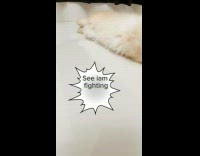 Cat play with paper and lie down