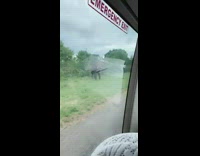 Collab BitchMP - Safari tour bus drives by elephant 