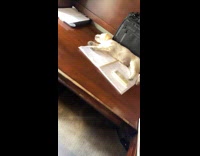 Dog sleeping on office table