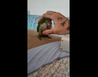 Green bird gets a head scratch