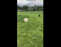Black white dog bounces off exercise ball 