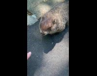 Collab WINY - Lady Feeds Groundhog with. Piece of Food 