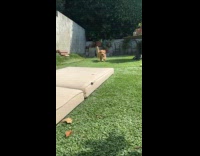 Slow motion dog video makes squeaky sound 