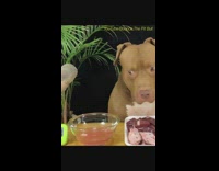 Dog microphone asmr food 