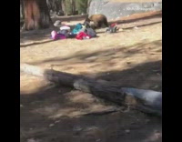 Brown bear runs off with black backpack 