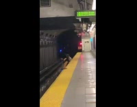 Person pees over train tracks 