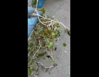 Person pulled connected roots of weeds from garden