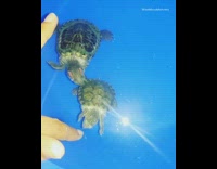 Two green turtles bite finger flash water