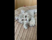 Collab PLC - Kitten Stretches Paws Towards Lady as it Meows