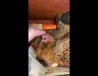 Man Pets Hens in their Coops with Eggs