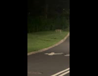 Cayotes spotted roams in park at night