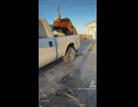 Huge bull eating grass in back of truck 