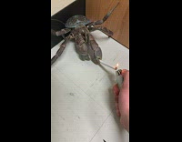 Coconut crab hold cigarette guy use lighter