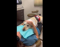 Dog hops on top of dentist patient