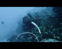 White Sea snake swims near rocks 