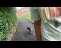 Woman out for walk followed by cat