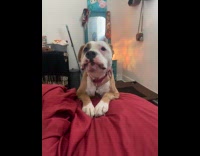 Dog stands on bed throws a fit