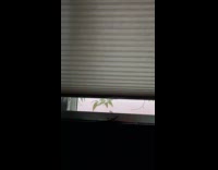 Bird knocking on window every morning