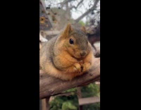 Woman shows obese squirrel