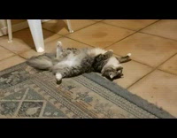 Grey cat lays back brown tile floor